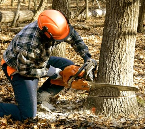 Tree Removal in Turon, KS